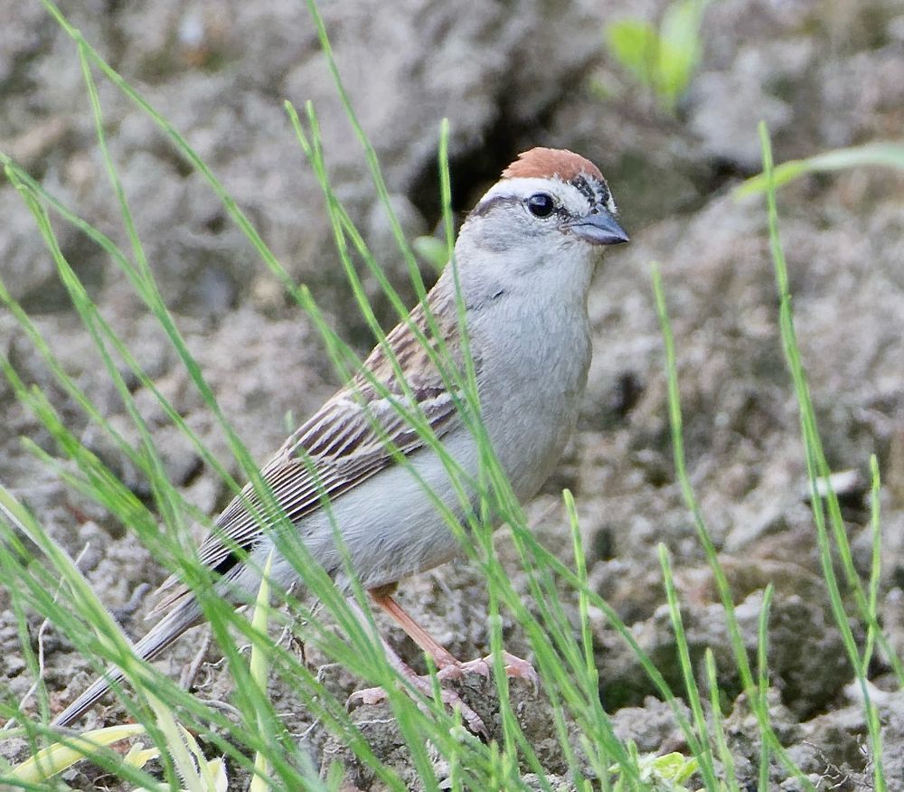A Chipping Sparrow stands at a worked field’s edge, behind new grass shoots, in a very mild light. 