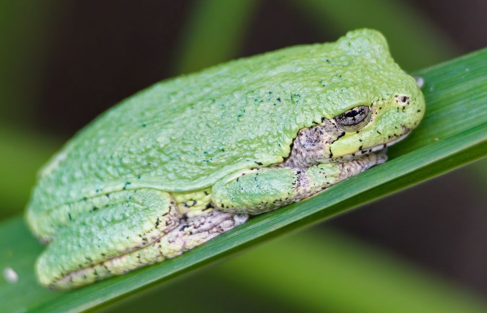 A Common Gray Tree Frog appears very snug and contented as he rests comfortably on a day lily leaf.  Despite his name he is a very light, lime green, although his under parts are shades of salt and pepper grey. 
(To my eye what ever his gender he appears like a little boy, and seems to have Mona Lisa’s smile.)