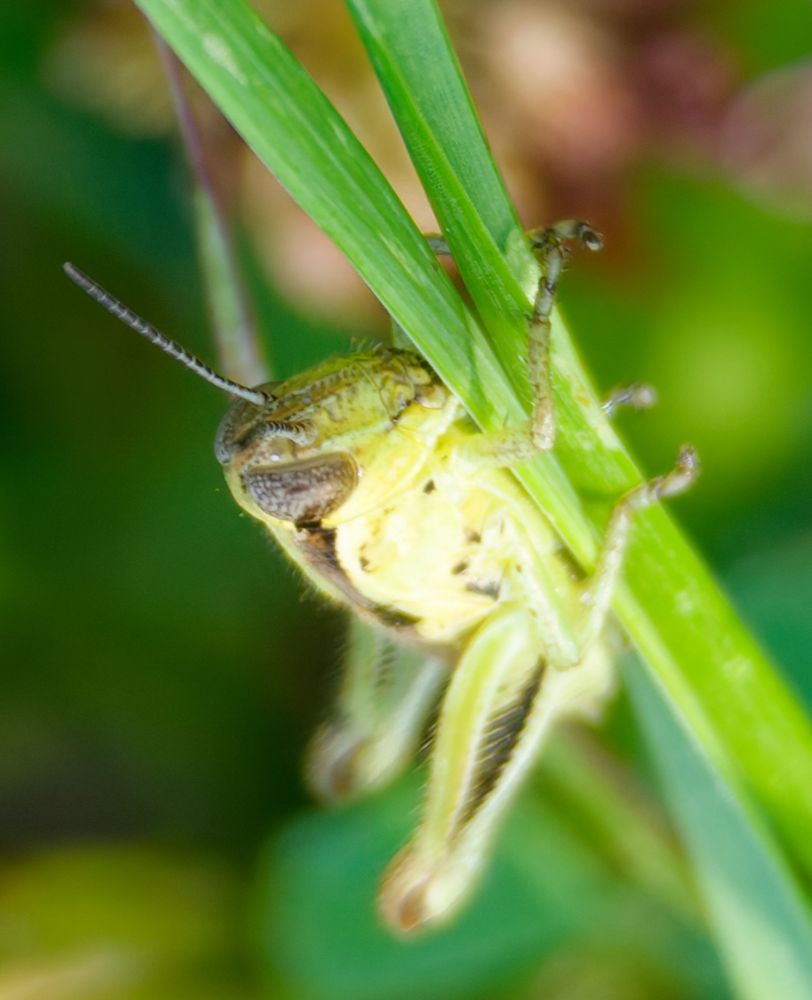 We’re peering down at a tiny Red-Legged Grasshopper who is embracing two tall blades of grass. Its eyes, nose, and antenna are in focus but its body is blurred by our lens’s depth of field. For scale the blades of grass are about 6 mm across. 
This image is a fair study of shades of green, with a few browns for variety. 