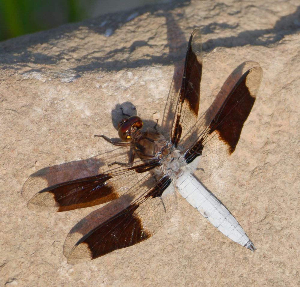 An aptly named Common Whitetail Dragonfly perches on a fairly smooth rock in the low evening sun casting a fine shadow of itself, including the detailed patterns in the veined transparent portions of its wings. The image is another study in shades of brown, with a little white for contrast. 