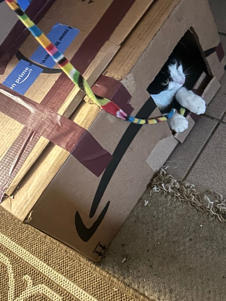 Dawn, a piebald cat, plays in & around her box ship with her favorite string.