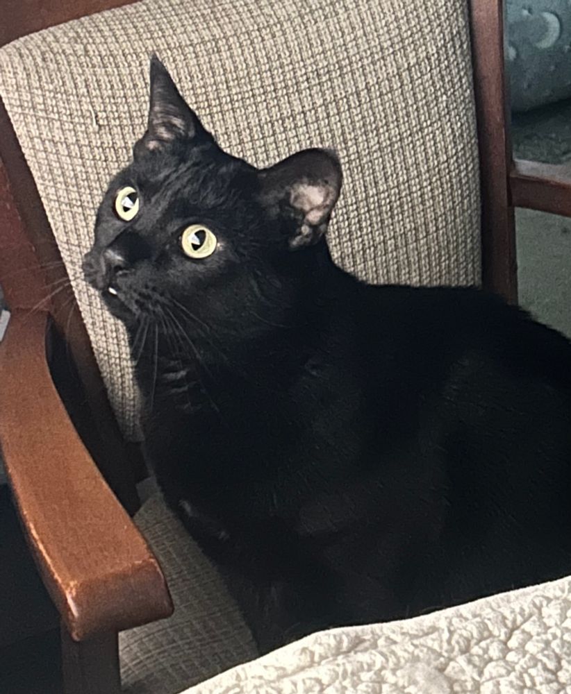 Thumpurr, an all black cat, rapt when discovering the TV shows not only birds but mice.