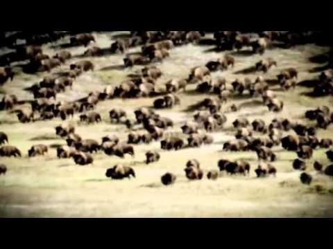 American Buffalo