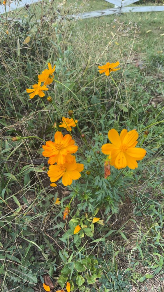 Multiple yellow cosmos surrounded by a lot of green growth