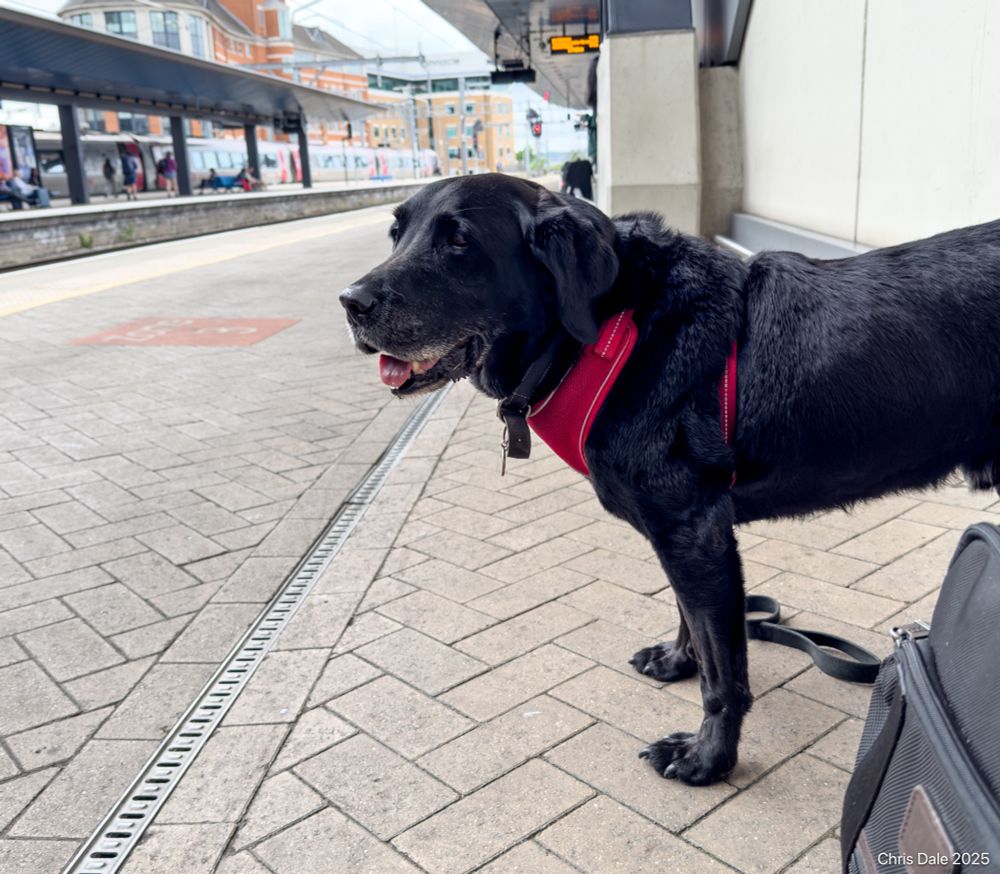 Black dog with red harness stands on a station platform.