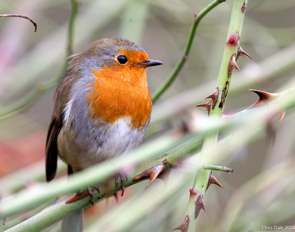 An orange-breasted robin on a branch, surrounded by thorns.