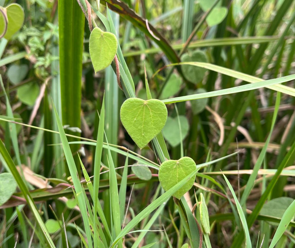 Green heart shaped leaf