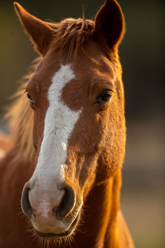 Closeup of horse face