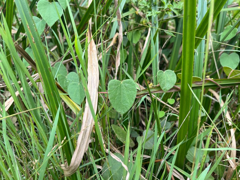 Heart shaped green leaf