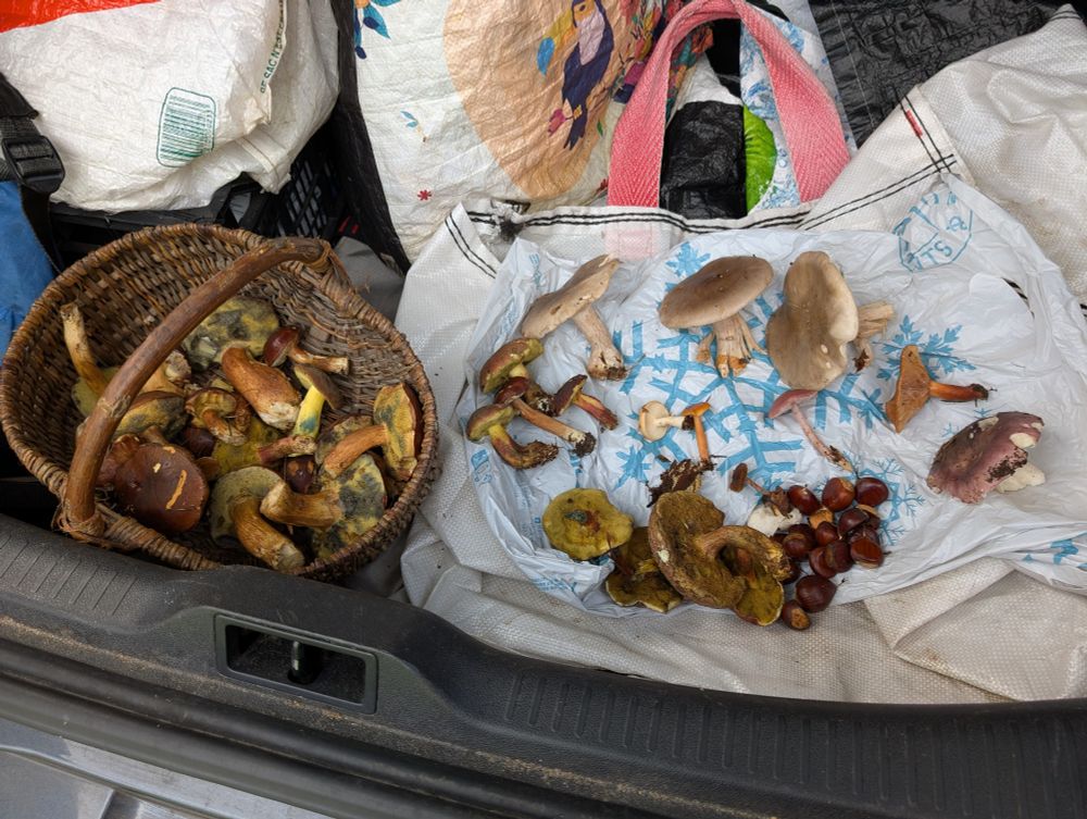 Panier de bolets et à droite ensemble divers de champignons dont lactaires, possiblement clitocybes nébuleux, et d'autres broutilles, ainsi que des châtaignes. On ne mangera que les bolets.