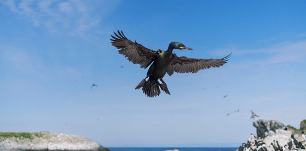 La migration des cormorans pourrait être un atout face au changement climatique