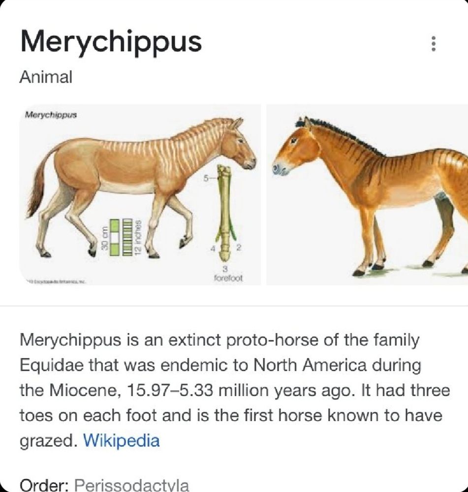 Screenshot of the wikipedia page for Merychippus, a proto-horse that lived in North America 15.97-5.33 million years ago. It had three toes on each foot.