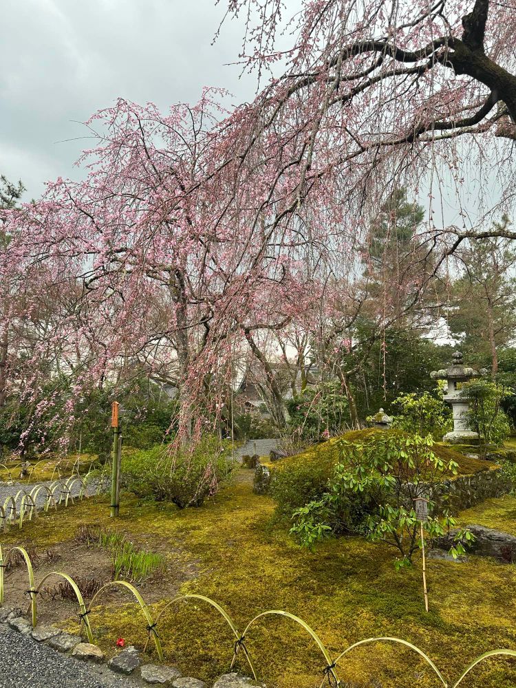 Bamboo Forest - Kyoto