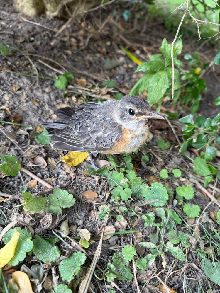 A female robin, she has an injured wing, but is very spirited.
