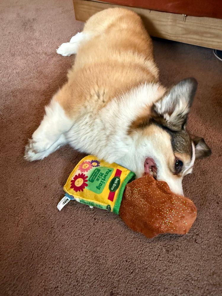 My dog / corgi successfully worn out and holding a dog toy that says “pawting mix” on it instead of potting mix.