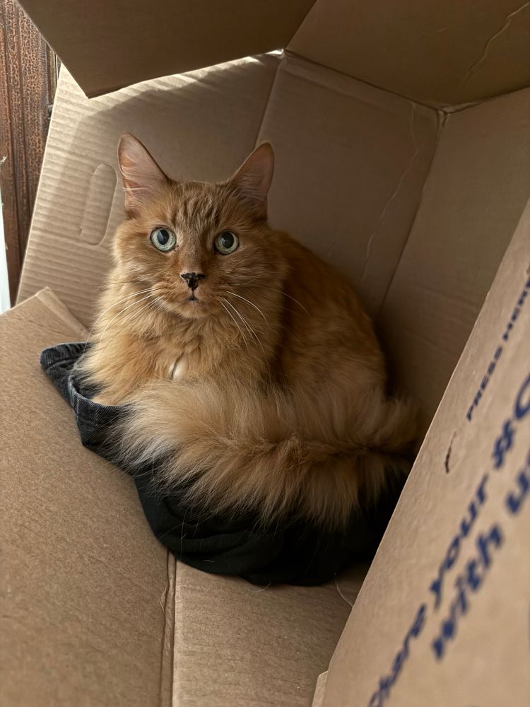 My fluffy orange cat curled up in a box of black clothes I was packaging up to donate. Now I have to wash them. Again.