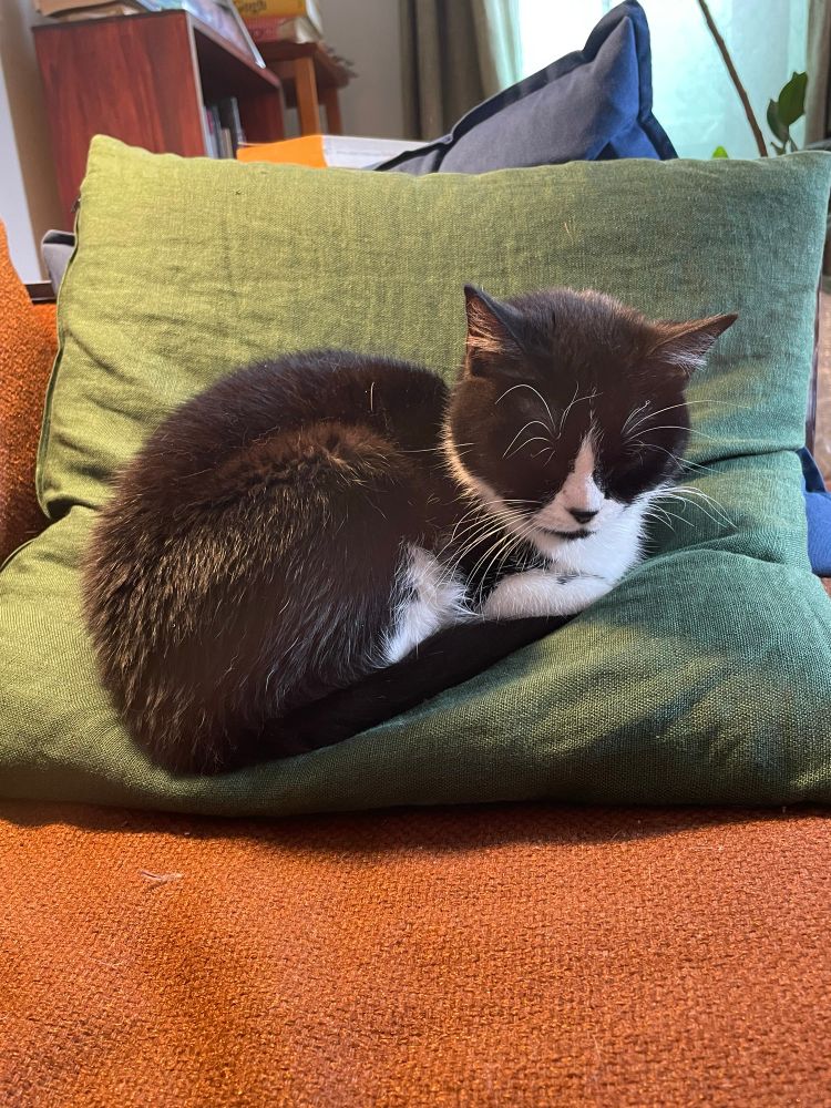 Angela my tiny tuxedo cat asleep with her legs and tail curled under her on a green pillow