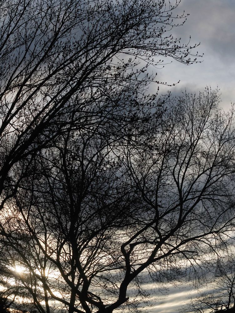 The low golden afternoon sun lights up striped clouds creating almost a zebra stripe look behind bare branched trees.  Added a fisheye effect for fun 