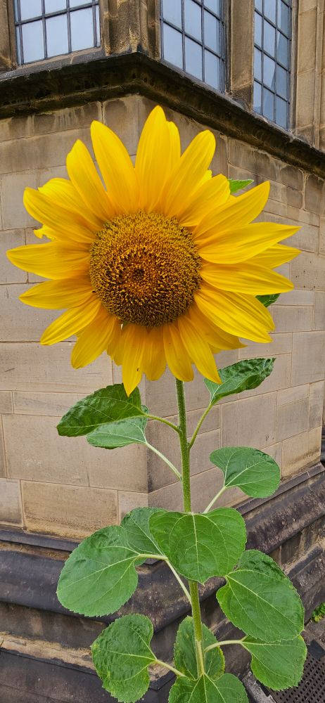 A single sunflower. The background is a stone wall and leaded windows. 