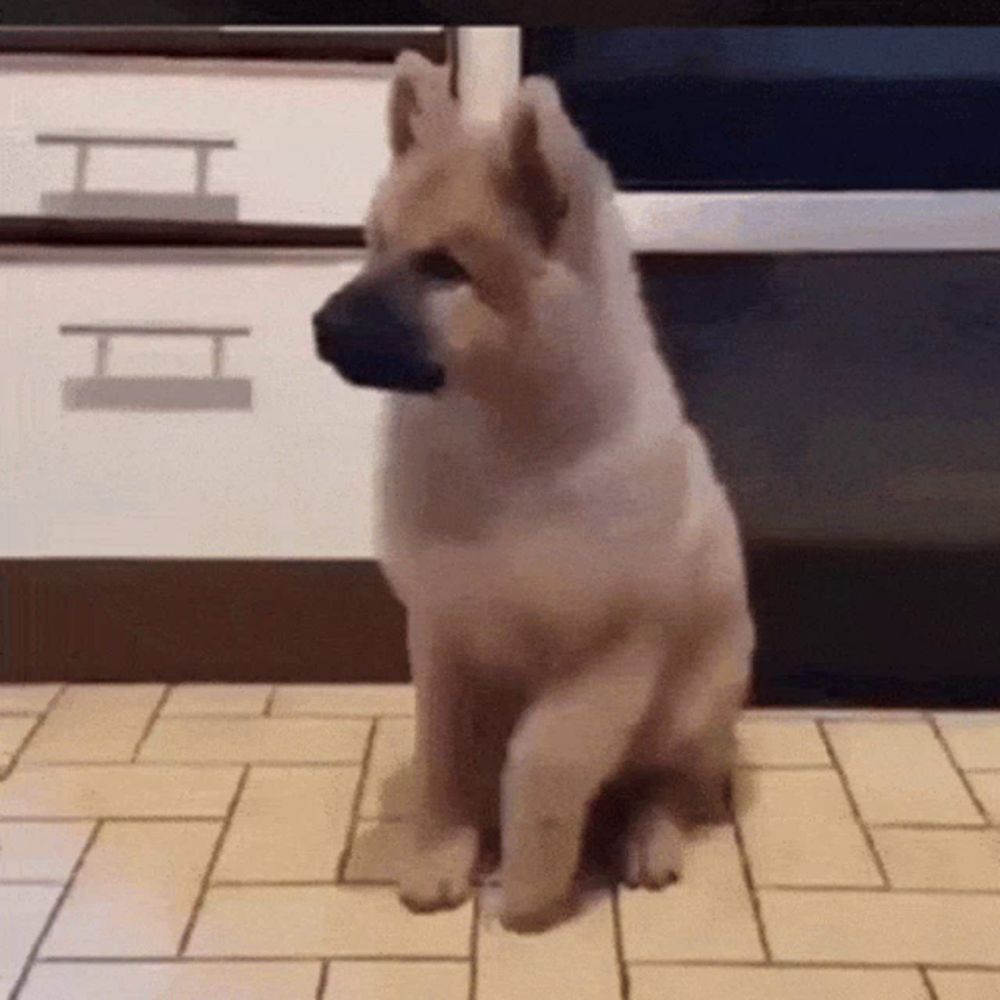 Happy Dog Cutie GIF