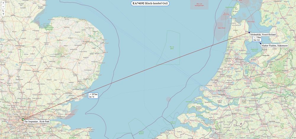 Map showing movement of black-headed gull between London and the Netherlands