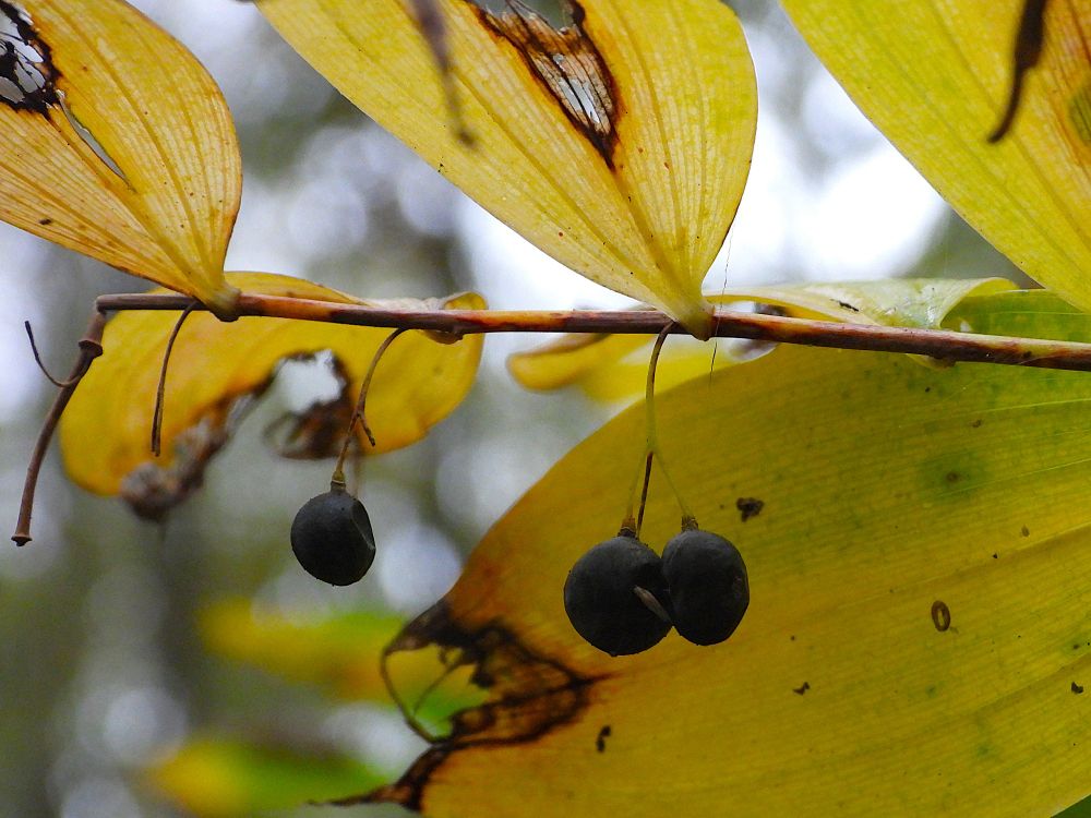 Gewone salomonszegel - Polygonatum multiflorum - detail van een stengel met geel verkleurend blad en drie zwarte bessen. 