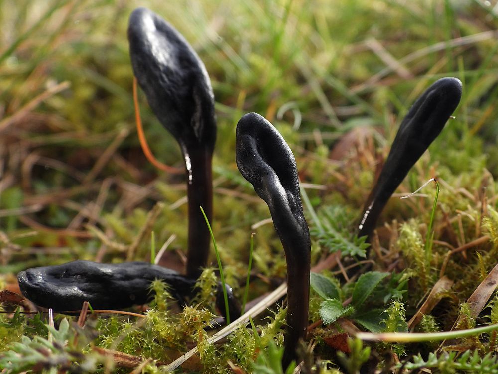 Kleverige aardtong - Geoglossum glutinosum - tussen het mos in schaal grasland. Drie steken omhoog met een glimmende donkerbruine steel en een zwarte ingedeukte knots aan de top. Een vierde ligt meer plat tussen het mos.