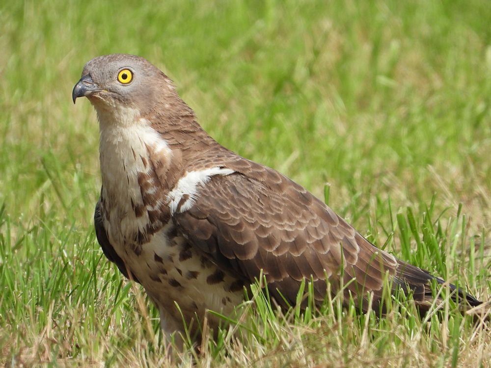 Wespendief - Pernis apivorus - zit op de grond in een kort geleden gemaaid grasland. De roofvogel heeft opvallend gele ogen met zwarte pupil. De kopveren zijn blauwgrijs, op de rug is de vogel bruin en de keel en buik zijn wit met wat bruine veertjes.
