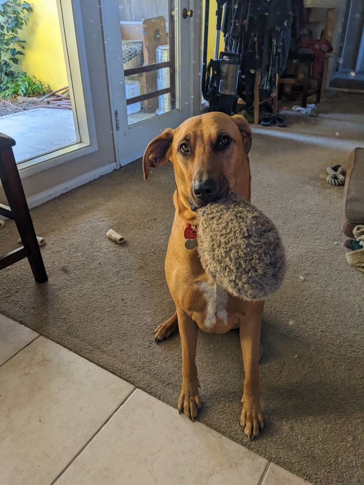 A brown dog with white chest markings is sitting. She holds her stuffed hedgehog by the face, so it sticks out of her mouth at an angle.
