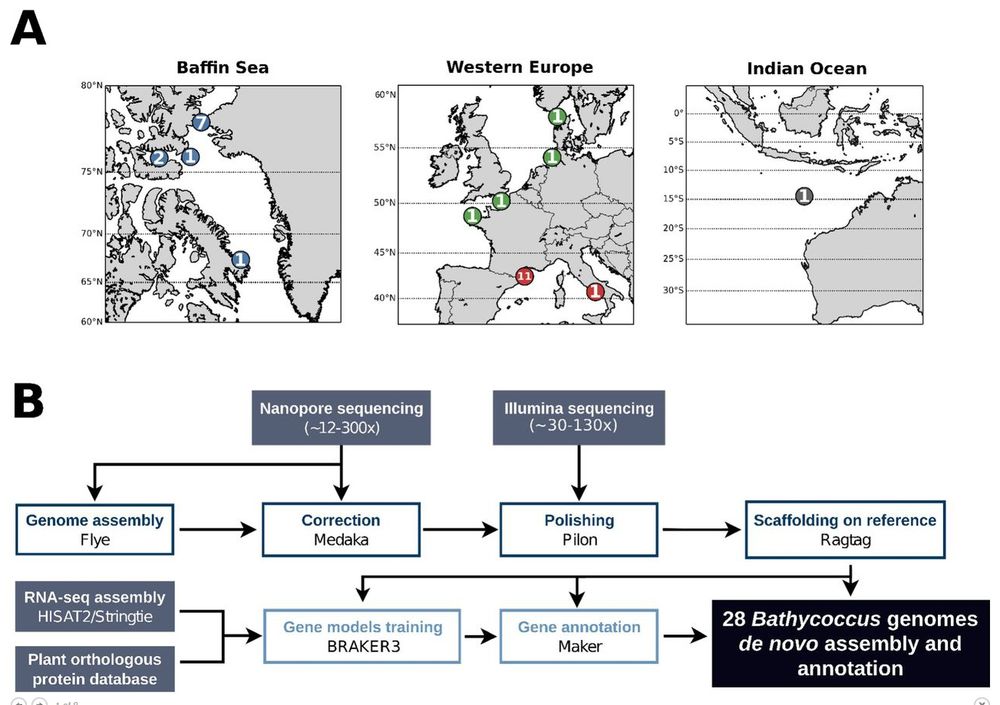 Sampling, sequencing, genome assembly and annotation strategy of Bathycoccus.

(A) Geographical distribution of the sampling sites for the selected Bathycoccus strains. The number of strains sampled at each site is indicated. Colors correspond to the oceanic basin of origin: blue, Arctic Ocean; green, Atlantic Ocean; red, Mediterranean Sea; grey, Indian Ocean. (B) Summary of the sequencing, assembly and annotation strategy.