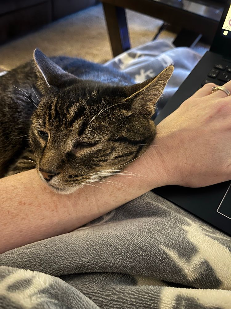 My cat Chester, snuggling up to my arm as I attempt to work from home