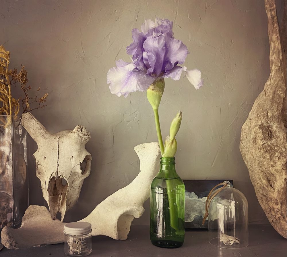 Still life photograph with bones and skulls, porcupine quills, wood and dried plants, a painting and an iris 