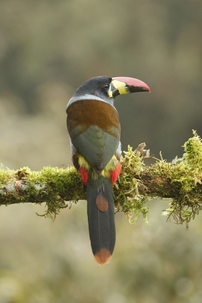Grey-breasted Mountain Toucan, amazingly one of two species of mountain toucan we saw today