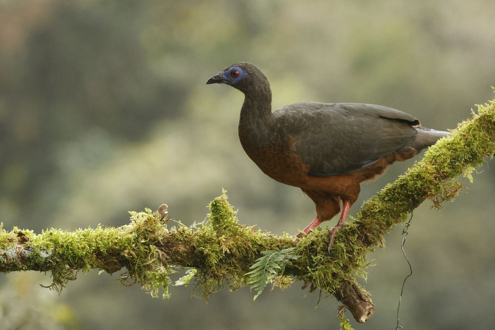 Sickle-winged Guan 