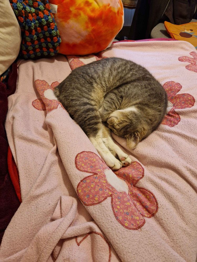 a grey kitty curled up in Shrimp Mode