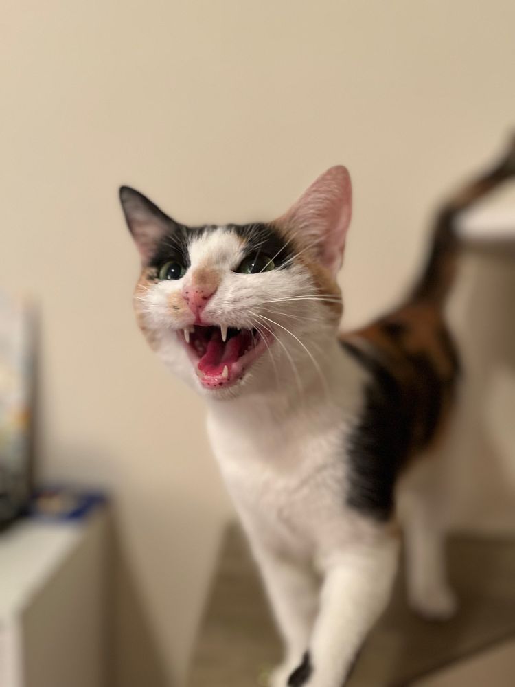 A photo I took of my calico cat meowing angrily at the camera. Her mouth takes up most of her face, and her little fangs are fully exposed. Her nose is wrinkled with rage.