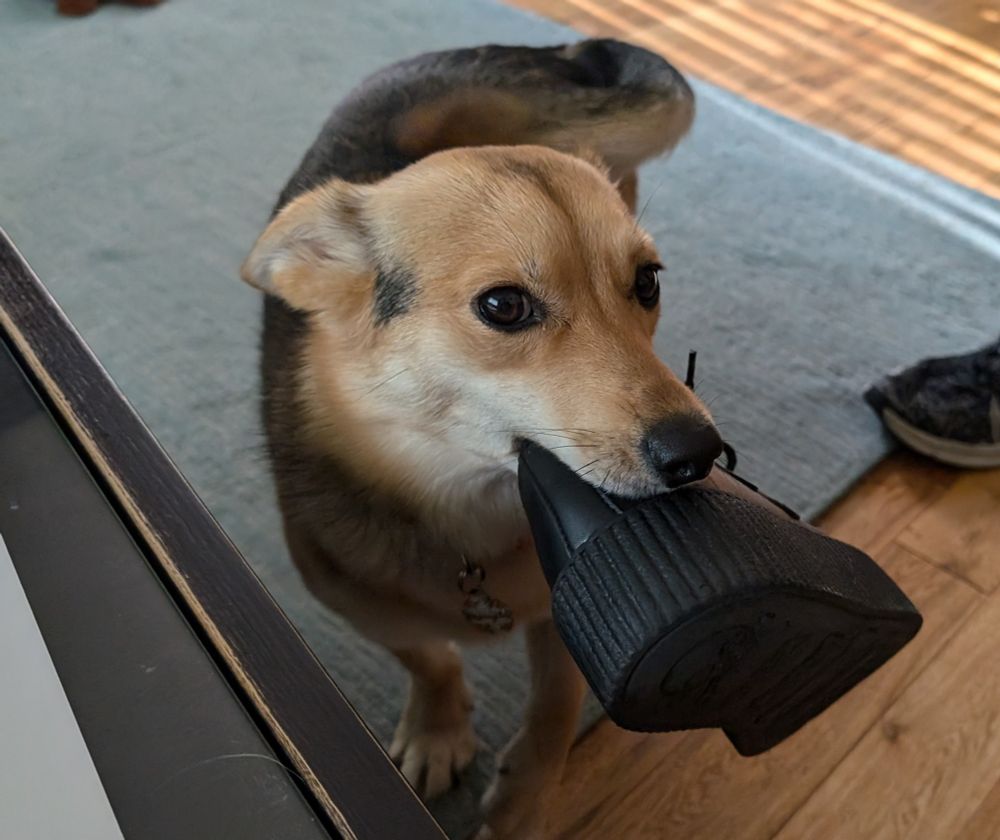 Husky+German shepherd mix holding a shoe looking very proud.