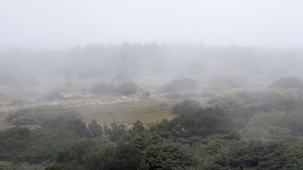 A foggy valley with wind swept brush and And low trees