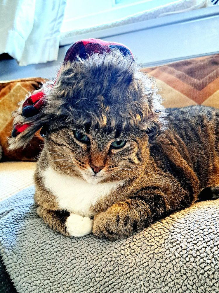 Photo of a tabby cat wearing a fur lumberjack cap