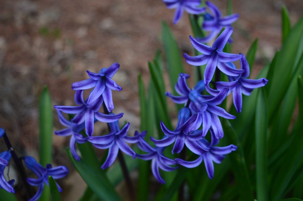 A bunch of pretty blue flowers with a grassy backdrop.