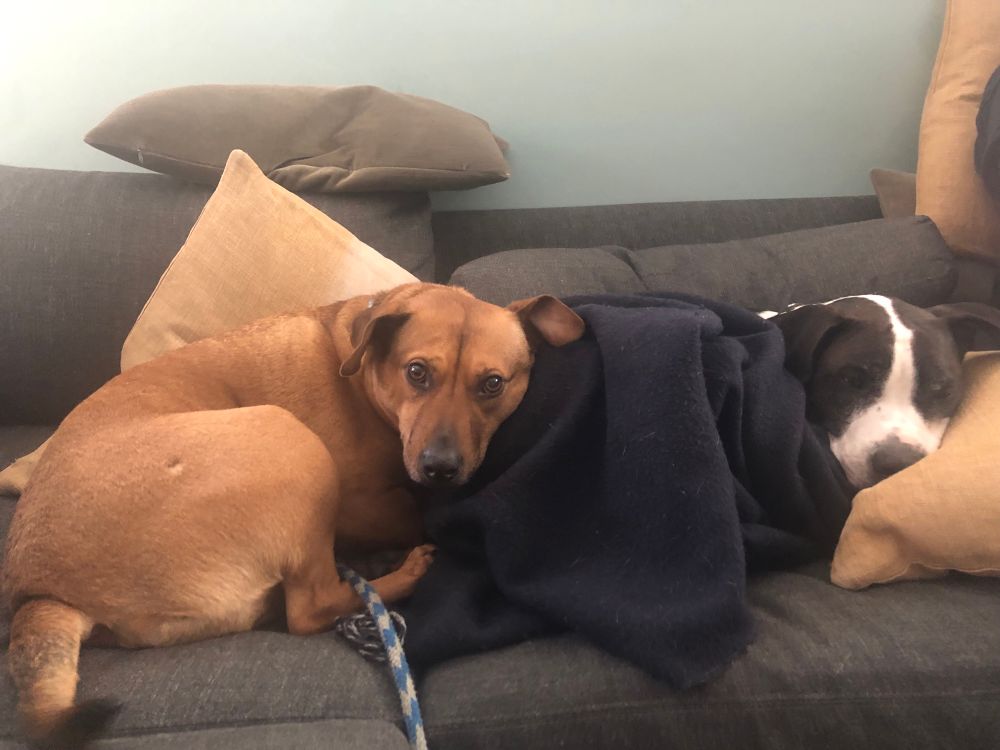 2 doggies snuggled on a couch, 1 with a blanket