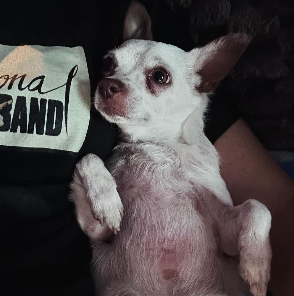 Ernesto Esteban the rescue Chihuahua (being cute.)