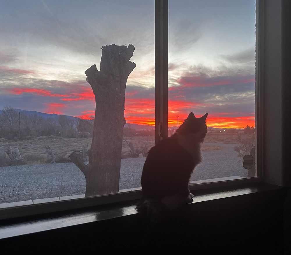 View of sunrise and front yard of the desert homestead with Adrian the cat.