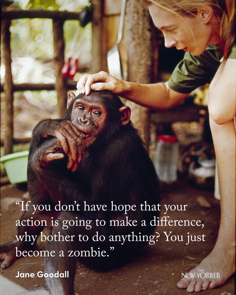 An image of Jane Goodall and a chimpanzee, from 1965. Photo courtesy CBS Photo Archive / Getty.