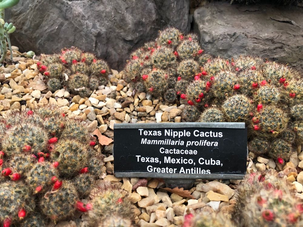 The Texas nipple cactus (mammillaria prolifera cactaceae), if your nipples looked like this it would be indicative of an underlying issue. They’re clusters of lil cactus guys with small red flowers on them amongst some gravel
