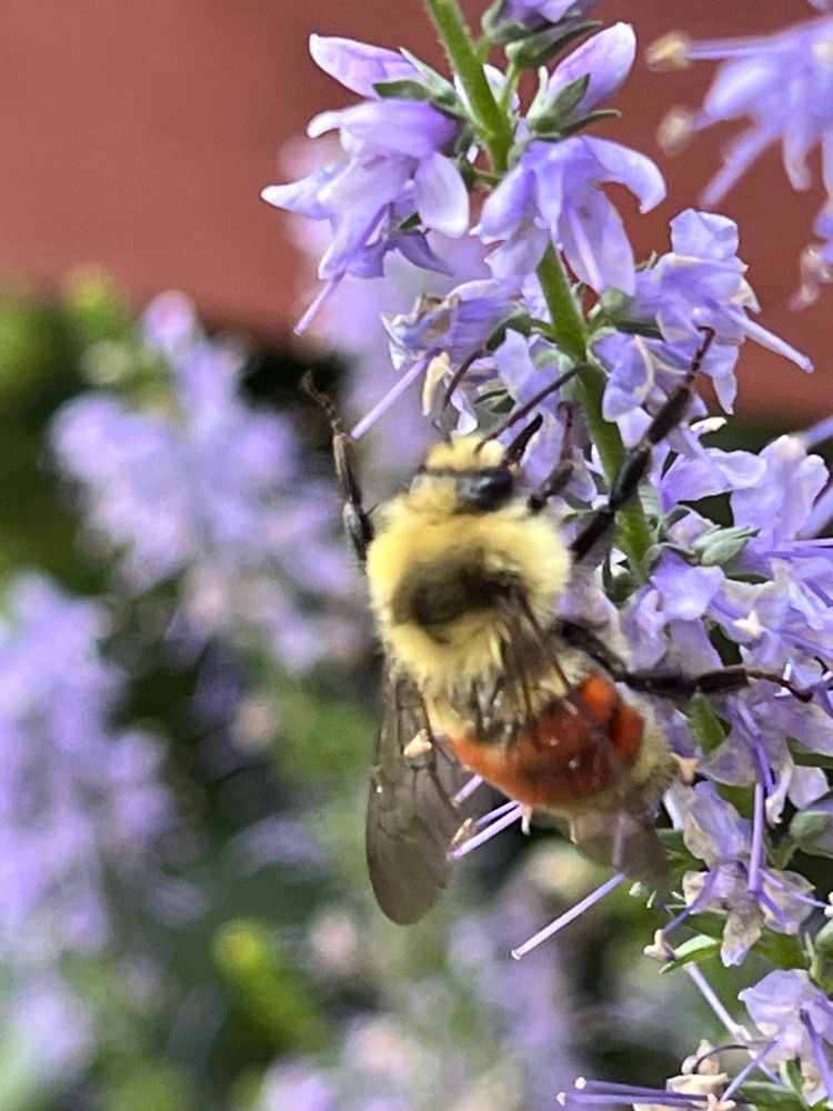 A Hunt’s bumblebee sniffs around a purple Veronica flower. His orange stripe, like a skirt across his thorax, stylishly contrasts with the hairy yellow and black sweater he wears to dinner. Sharp guest. 