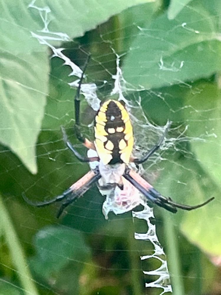 A closeup of a large black and yellow garden spider. Her torso is black in the center and yellow around the ovate edge. She has 2 long legs with white bands; the others are black. 