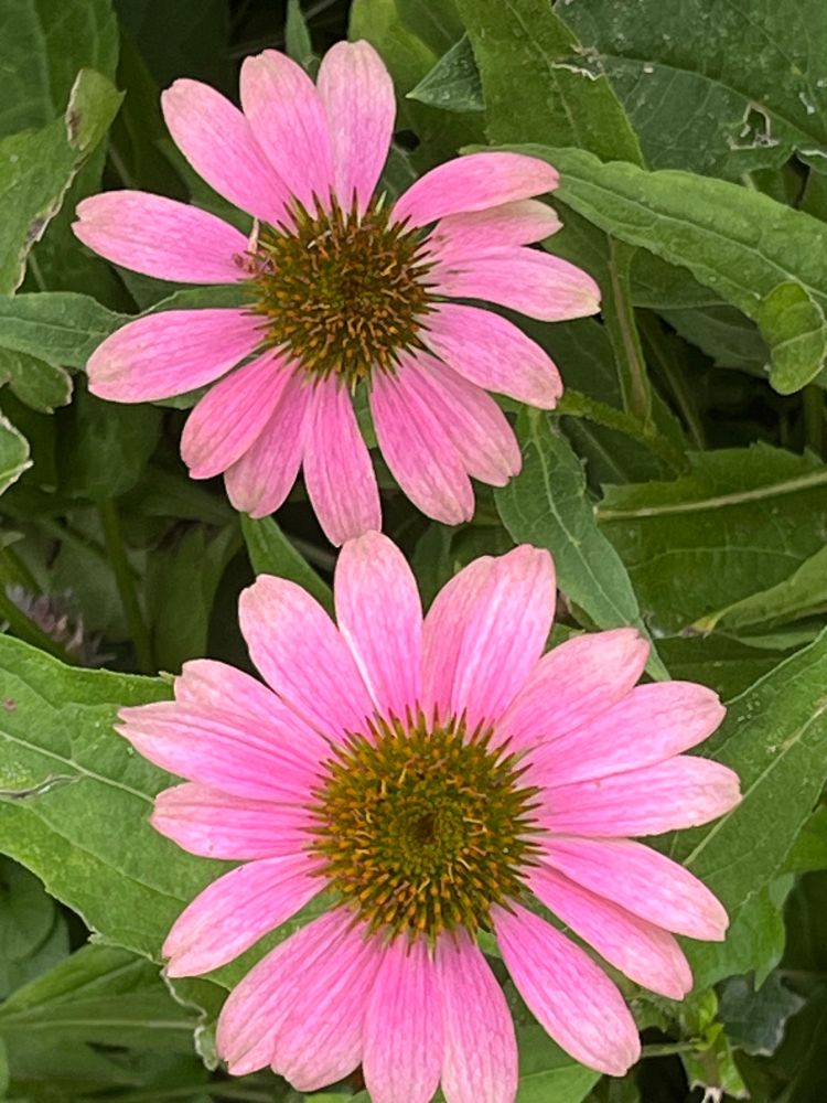 A pair of pretty pink cone flowers in their spiky glory. 
