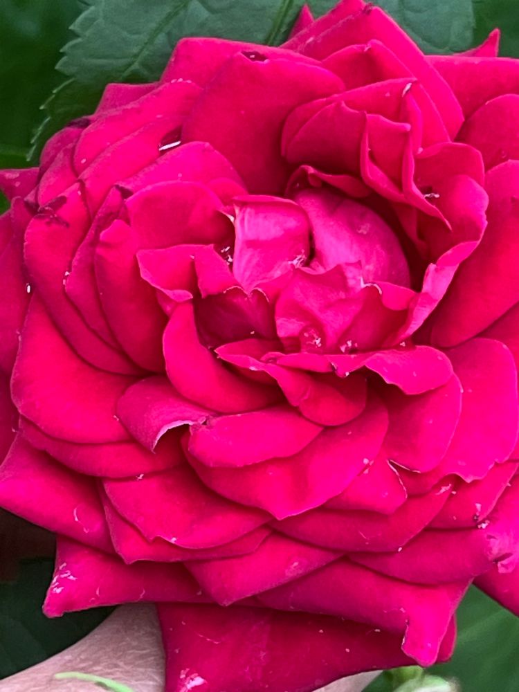 A bright red mini rose in full bloom. Layers of lush petals piled up decadently. 