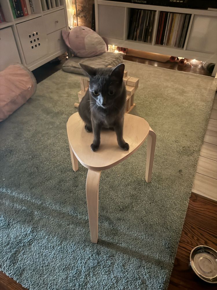 my cat looking weird